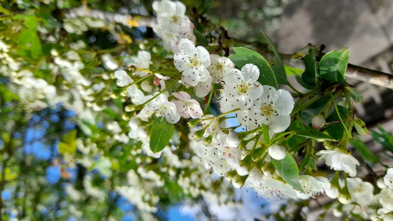 FLEURS D'AUBÉPINES. Clos des maillets. 02 mai 2023. ISABELLE MALIGNE